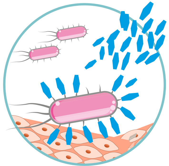 Grafik zeigt, wie sich die D-Mannose an die Bakterien in der Blase bindet.