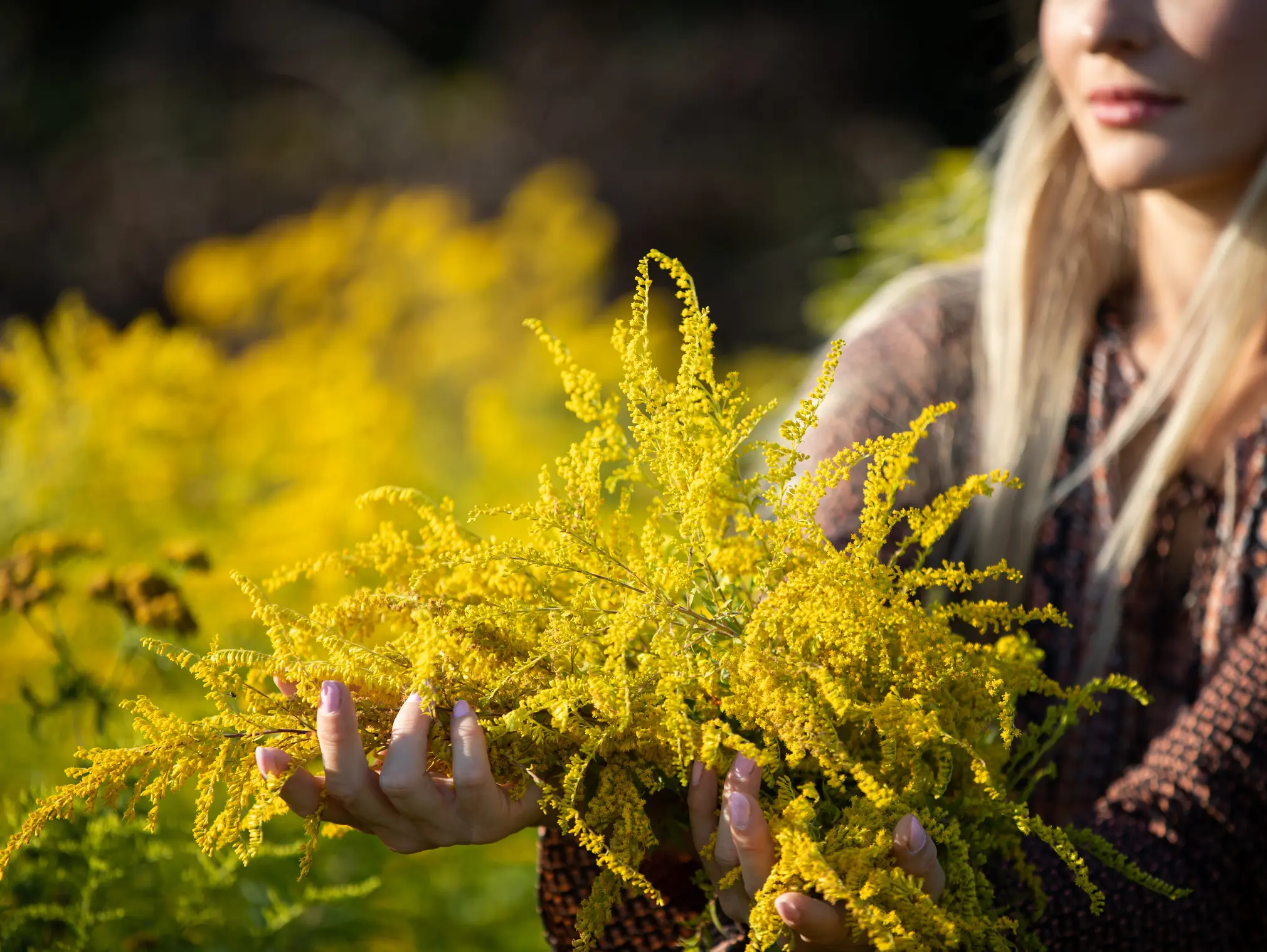 Eine Frau hält Goldrutenkraut in ihrer Hand, welches auch bei Harnwegsbeschwerden helfen kann.