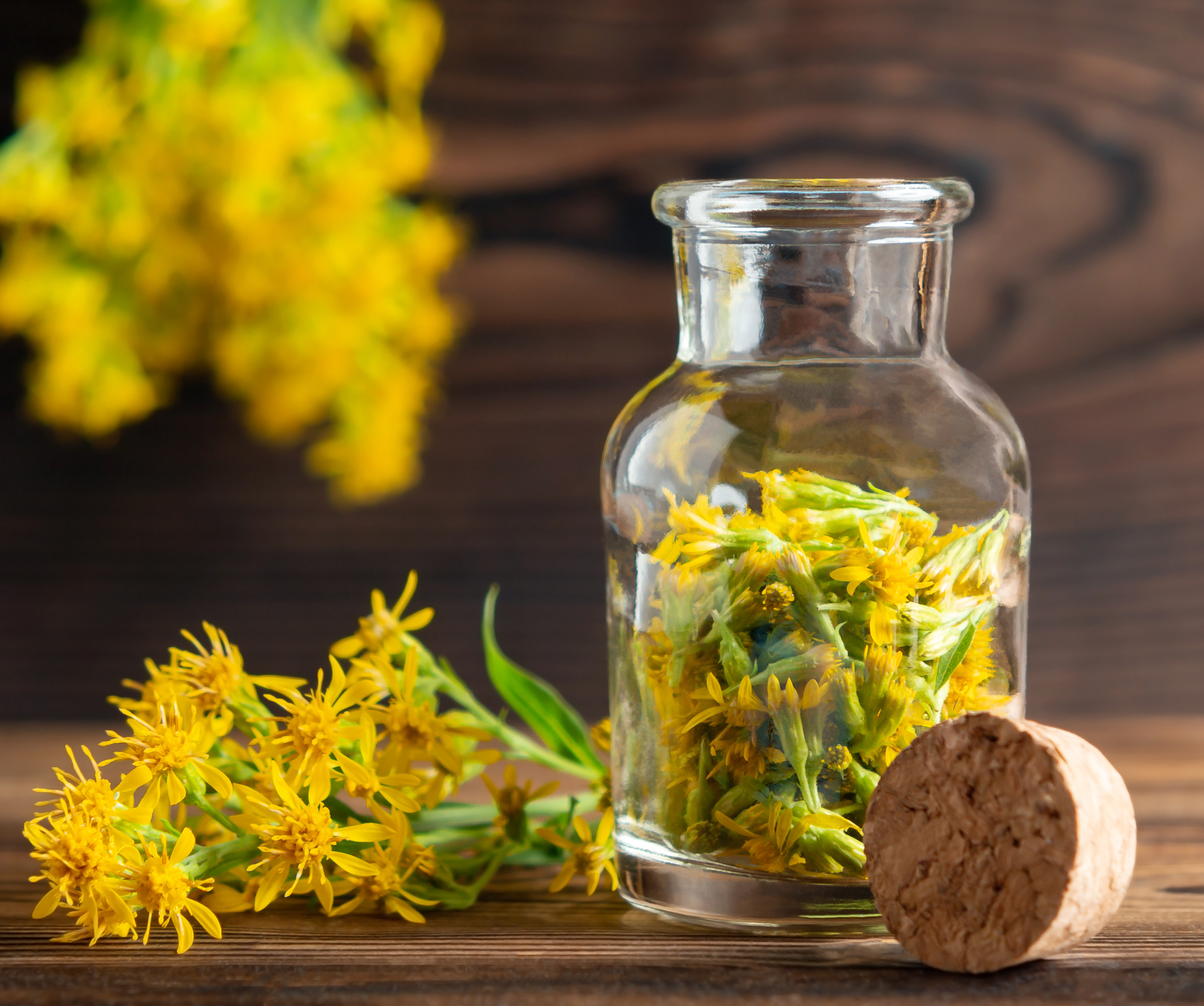 Goldrutenblüte in einem kleinen Glasgefäß zur Herstellung eines heilenden Extrakts.