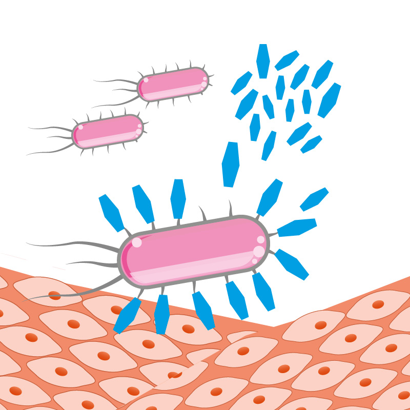 Grafische Darstellung, wie D-Mannose die Härchen von Bakterien ummantelt.